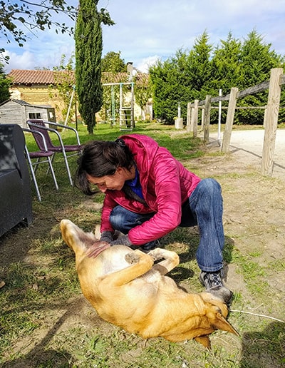 Soin énergétique avec un chien