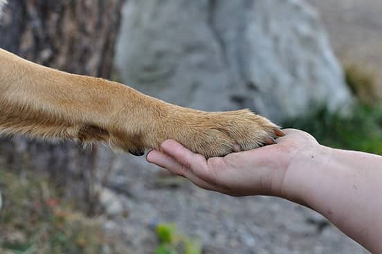 Chien communication avec humain